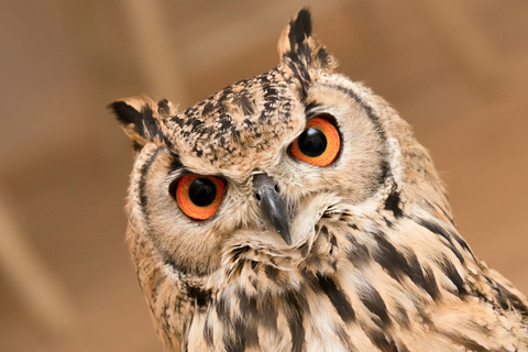 Owl Cafe Tokyo Akiba Fukurou