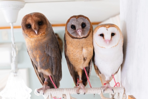 Tokio: encuentro con búhos en el Owl Café de AkihabaraTokio: encuentro con búhos en el Owl Café en Akihabara