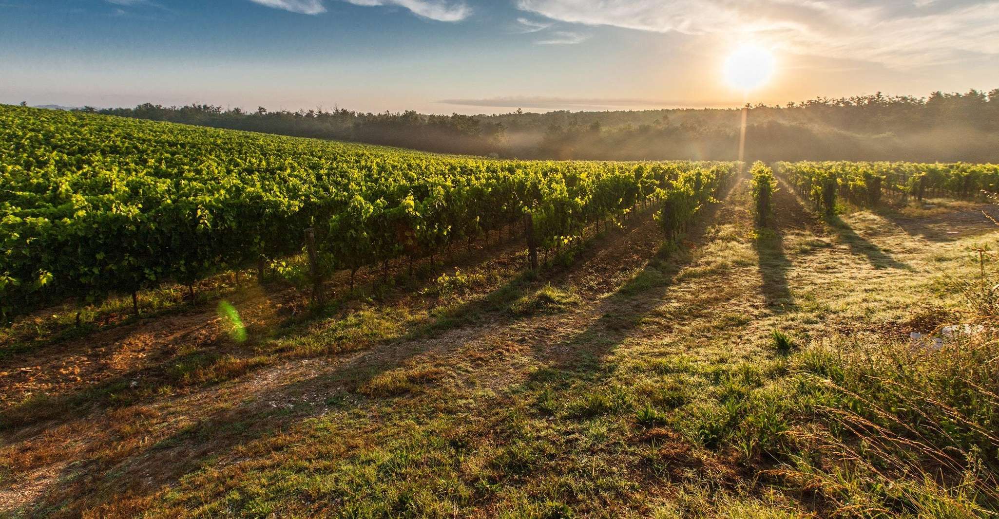 Basic Wine Route, Guadalupe Valley, Baja California - Housity