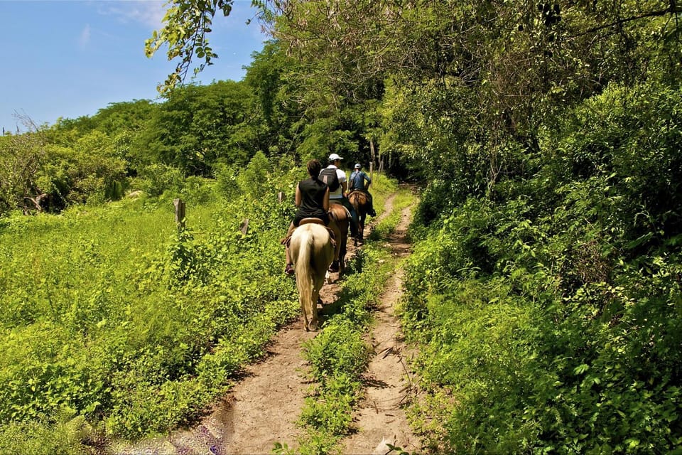 Puerto Vallarta Horseback Riding | GetYourGuide