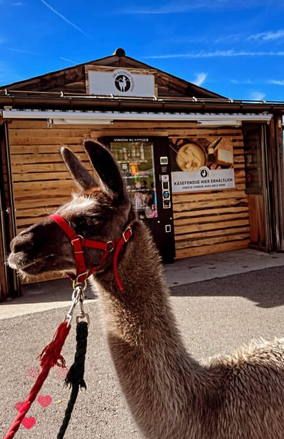 Triesenberg, Passeggiata con un lama tra le bellissime montagne - Hizvo