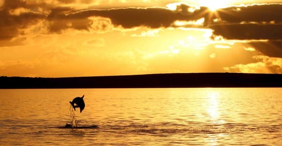 Poreč: Delfin-Safari bei Sonnenuntergang mit Getränken