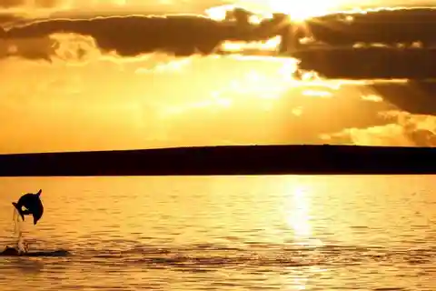 Poreč: Crociera Safari con delfini al tramonto con bevande