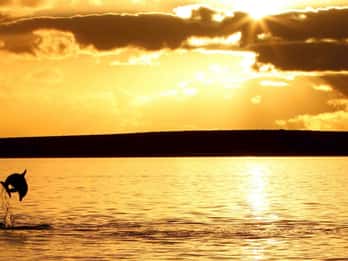 Poreč: Sunset Dolphin Safari Cruise with Drinks