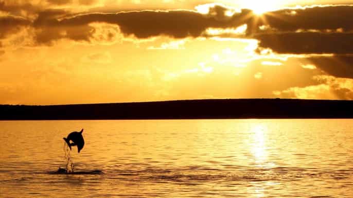 poreč sunset dolphin safari drinks