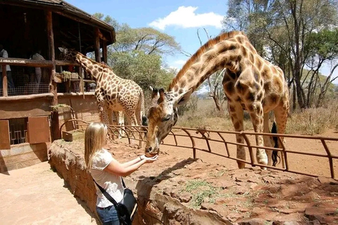 Nairobi : Promenade dans le safari de Nairobi et visite du centre des girafes.