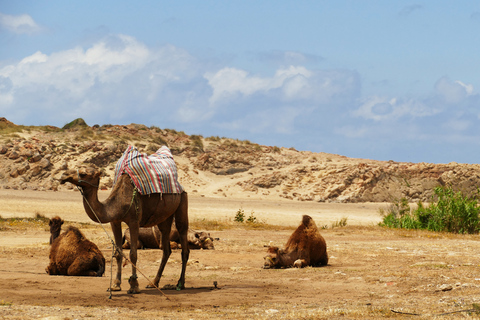 من إشبيلية: جولة لمدة يوم كامل إلى طنجة