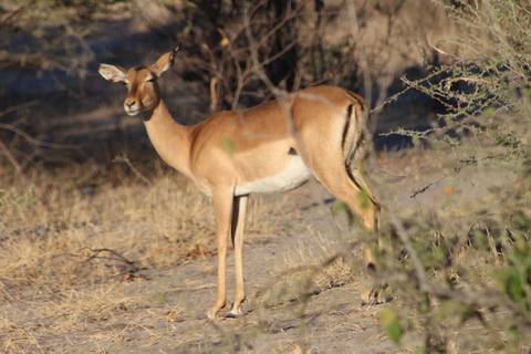 Van Maun: Moremi Game Reserve Tour