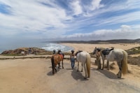 Algarve, 1-uur Carrapateira Horse Riding Tour - Housity