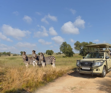 Lion and Safari Park Tour