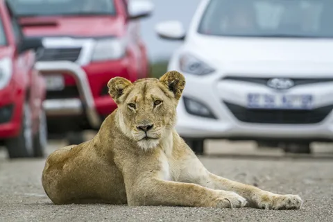 Hartbeespoort: Självkörande tur med lejon och safaripark