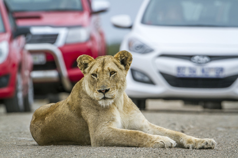 Hartbeespoort: Self-Drive Lion and Safari Park Tour