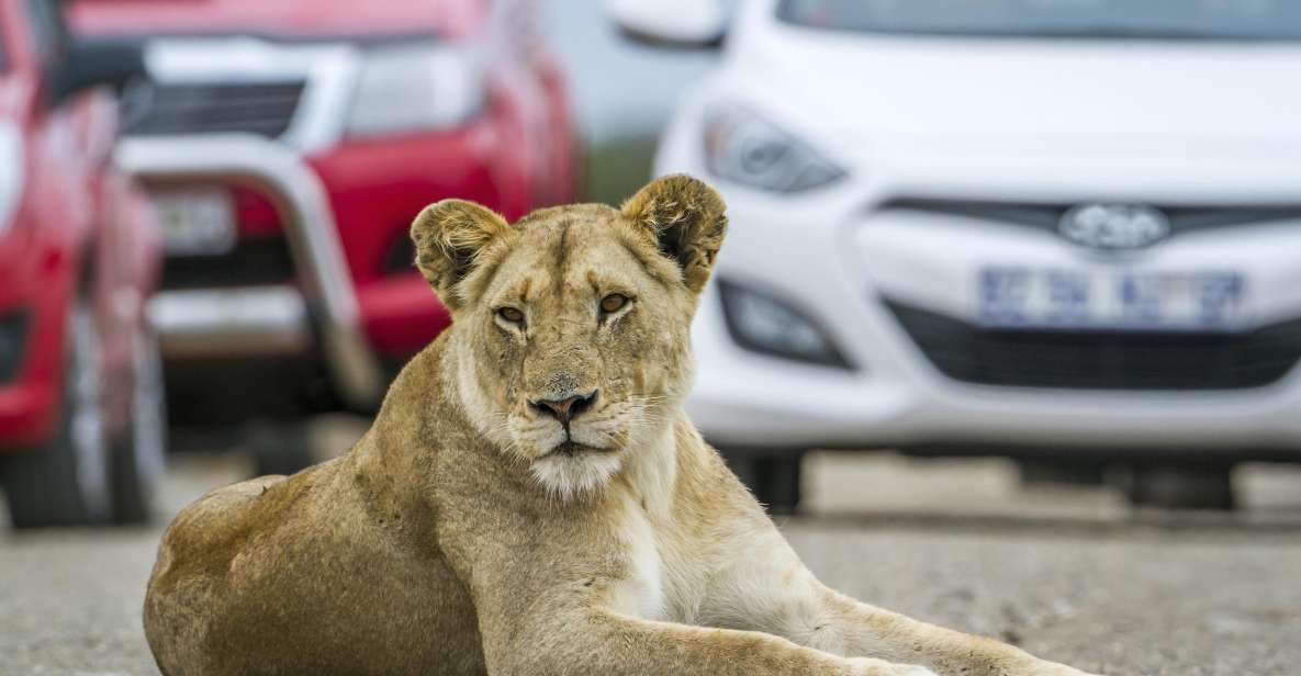 Hartbeespoort: Lion Self-Drive e Safari Park Tour