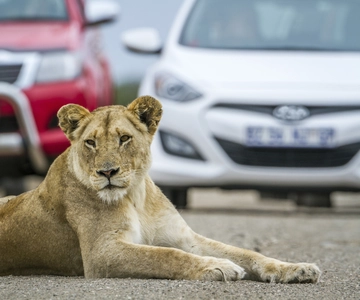 Hartbeespoort: Self-Drive Lion and Safari Park Tour