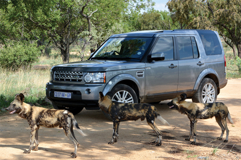 Hartbeespoort: Selbstfahrertour durch den Löwen- und Safaripark