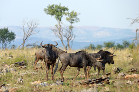 Hartbeespoort: tour del leone e del safari in autoguida