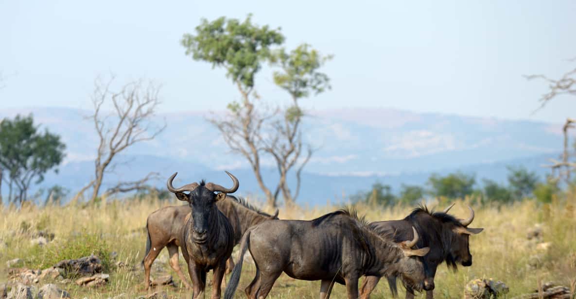 Hartbeespoort: Self-Drive Lion and Safari Park Tour