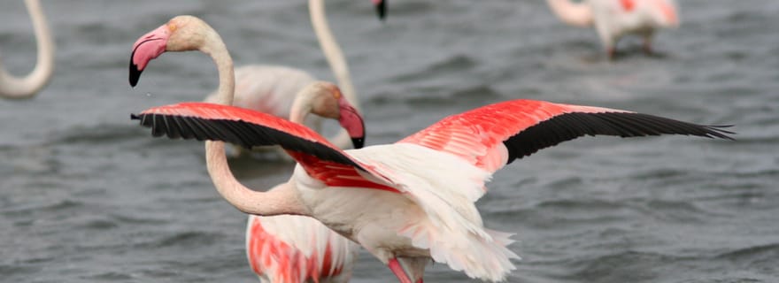 Depuis Avignon : visite de la Camargue avec entrée au parc ornithologique
