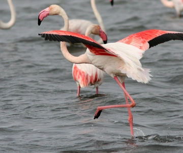 From Avignon: Camargue Tour with Pont de Gau Bird Park Entry