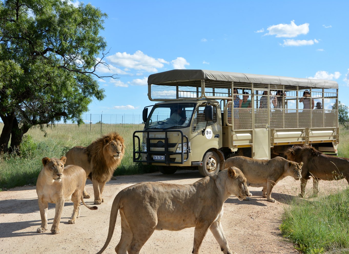 Hartbeespoort: Rovdyrsafari med guide