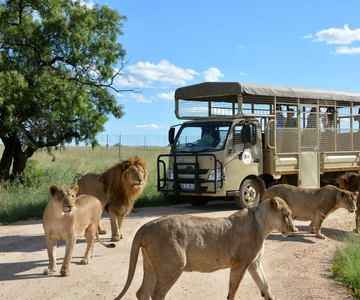 Hartbeespoort: Safari de predadores com um guia
