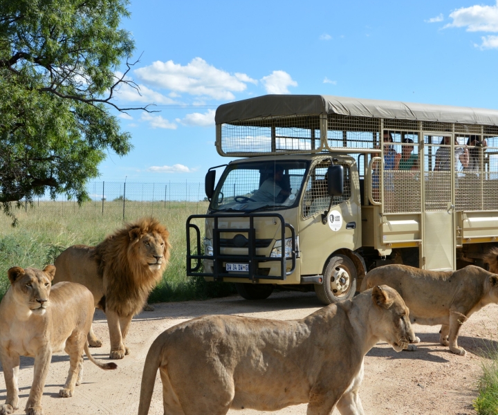 Hartbeespoort: Predator Safari con una guida