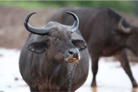 Nairobi: Safari nocturno por los Aberdares a El Arca y las Copas de los Árboles