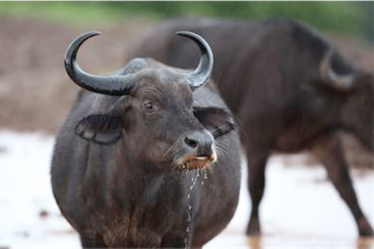 Nairobi: Safari nocturno por los Aberdares a El Arca y las Copas de los Árboles