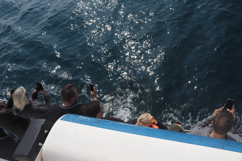 De Reykjavík: observation des baleines et aurores boréales