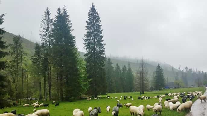 z zakopanego wędrówka w tatry doliną kościeliską