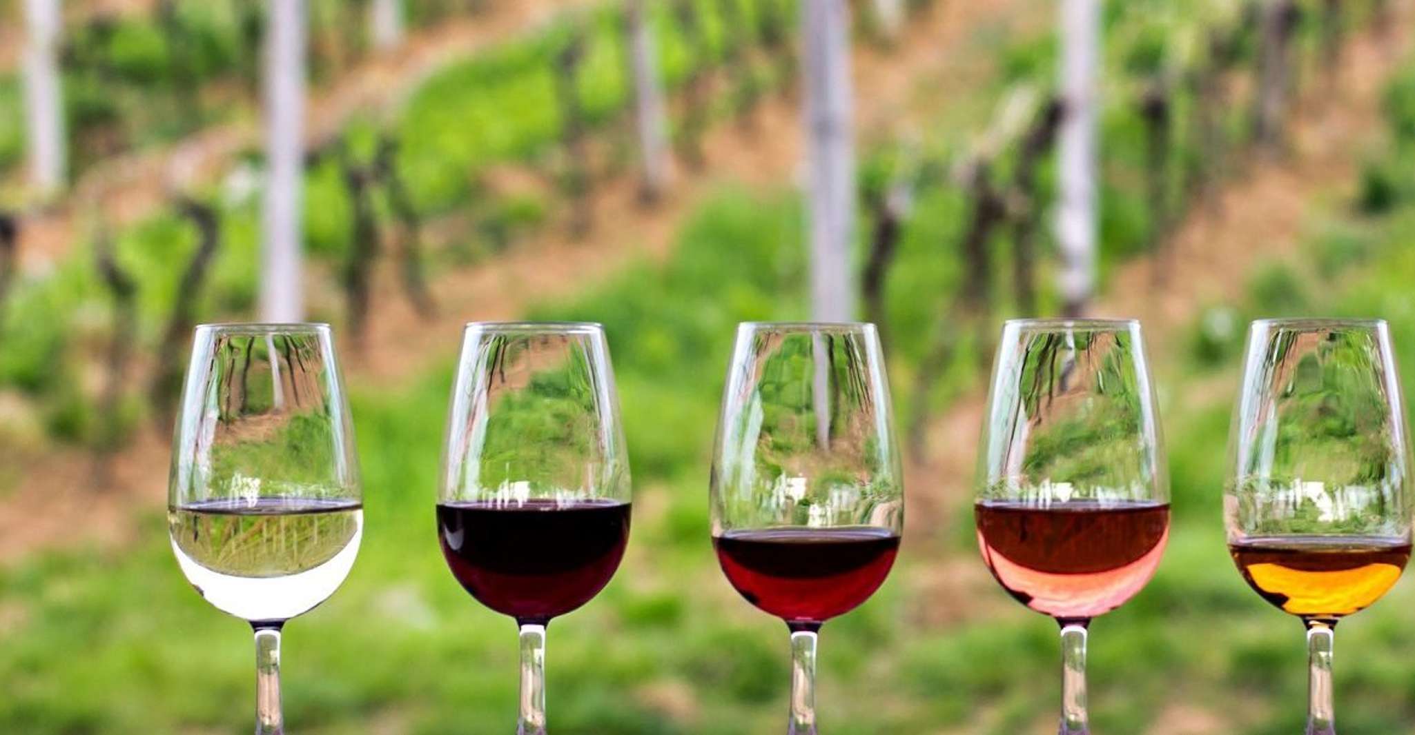 Guadalupe Valley, Complete Wine Route - Hizvo
