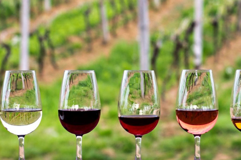 Guadalupe Valley: Complete Wine Route