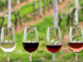 Vallée de Guadalupe : Route des vins complète