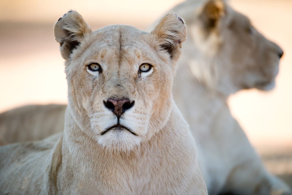 Hartbeespoort: Lion and Safari Park Tour | GetYourGuide