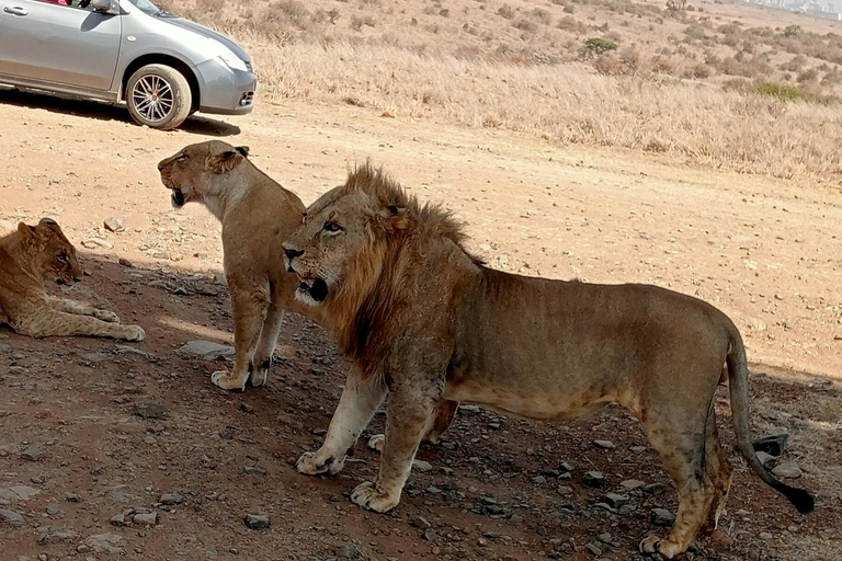 Passeio matinal ou vespertino pelo Parque Nacional de NairobiPasseio de carro pelo Parque Nacional de Nairóbi