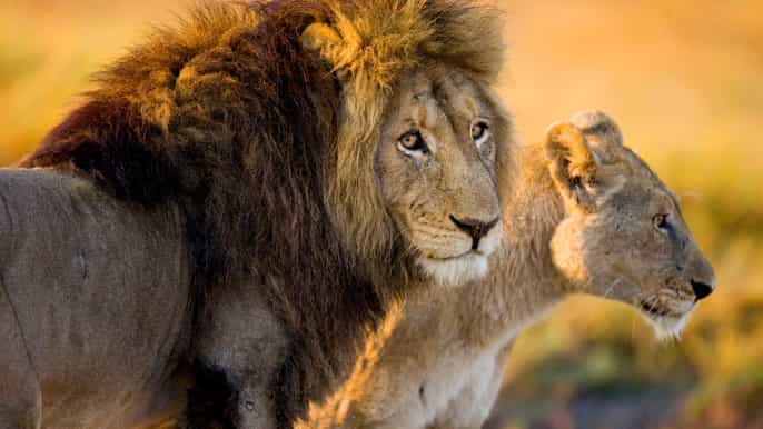 hartbeespoort 2.5hour private photographic safari tour