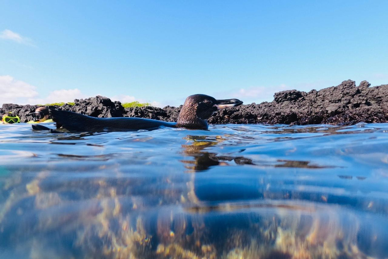 Rencontre avec des manchots, des fous à pieds bleus et des tortues de mer.