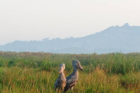 Entebbe: tour in barca alla ricerca del becco a scarpa nella palude di Mabamba