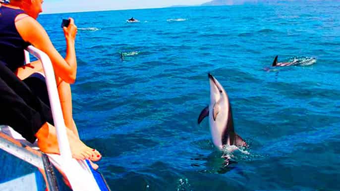 pula natural dolphin watching experience with dinner