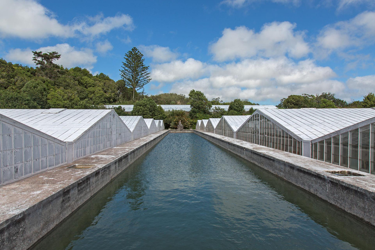 Azores: Private Tour Sete Cidades Green &amp; Blue Lakes