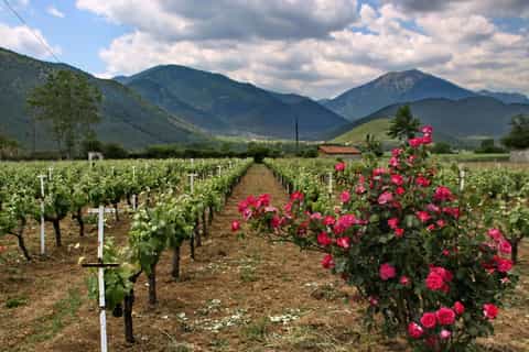 From Kalamata: Traditional Greek Winery and Wine Tasting