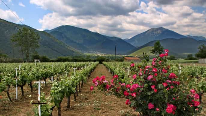de kalamata cave grecque traditionnelle et dégustation de vins