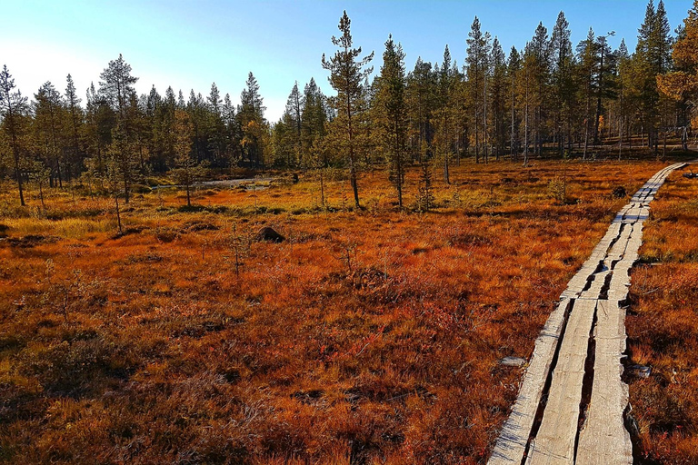 Saariselkä: Hiking Day with Lunch in Kiilopää