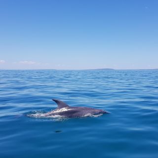Sorrento: 1.5-Hour Dolphin and Seal Eco Adventure Cruise