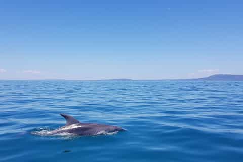 Sorrento: 1.5-Hour Dolphin and Seal Eco Adventure Cruise