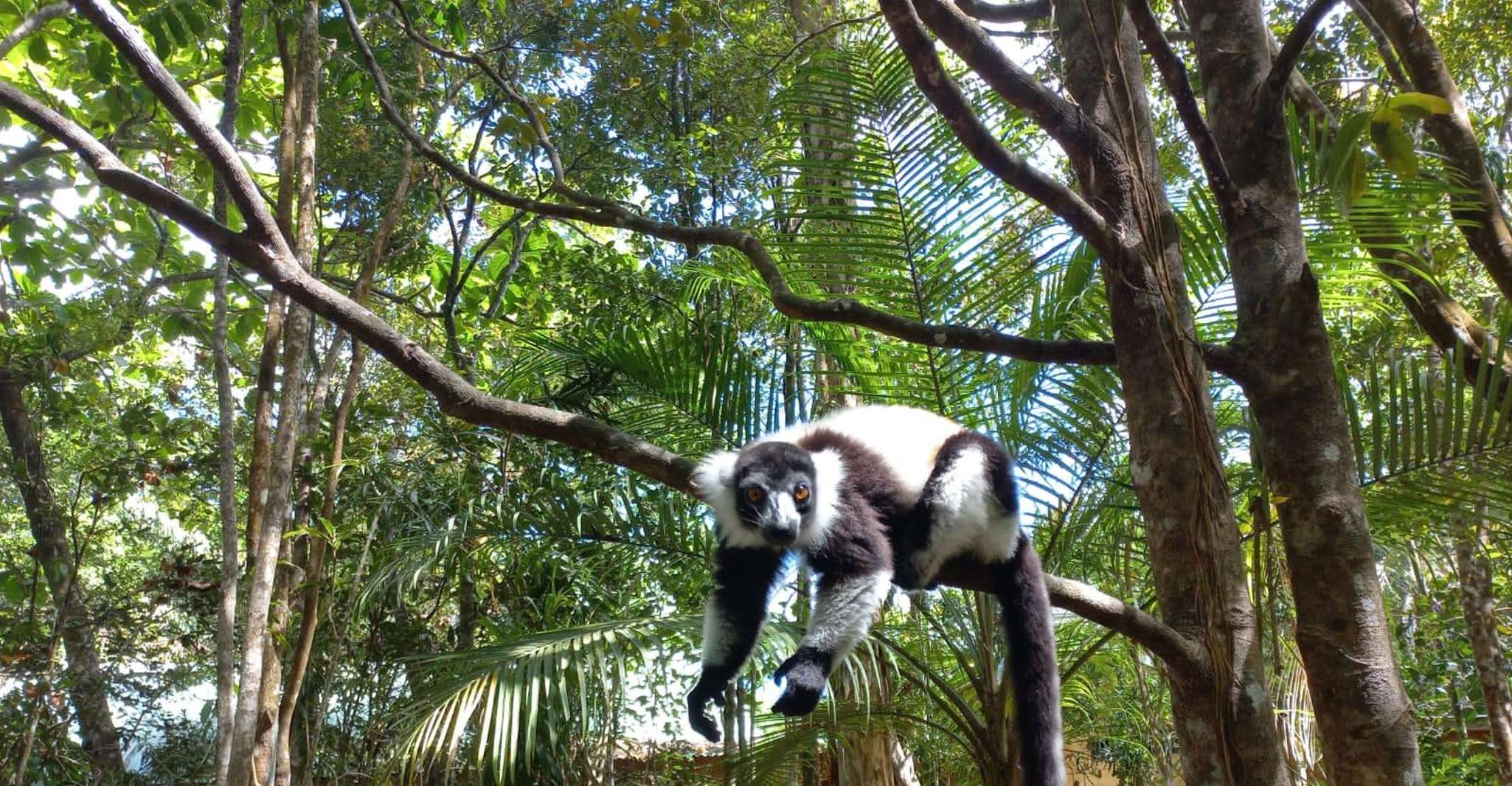 Découvrez Lemurs de Madagascar - Hizvo