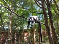 Découvrez Lemurs de Madagascar - Hizvo