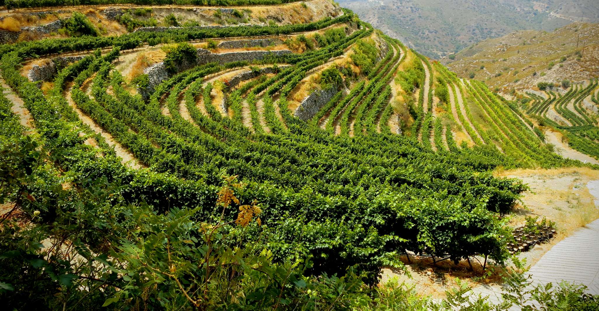 Chipre, Troodos Mountain Wine Tour con un local - Hizvo