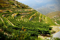 Cipro, Troodos Mountain Wine Tour con un locale - Hizvo