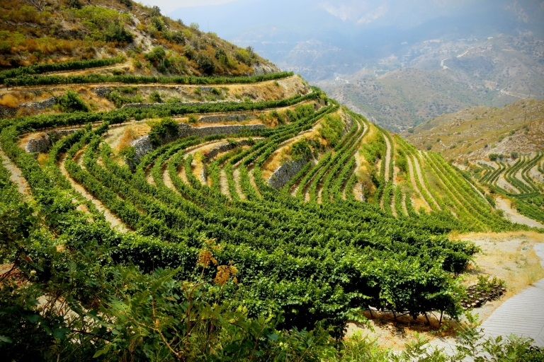 Grape Escape: Tour del vino por la montaña de Troodos con un lugareñoDesde Paphos: tour del vino de la montaña de Troodos con un local